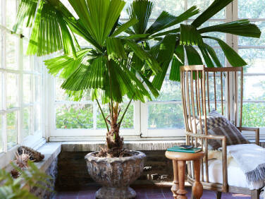 melissa-lowrie-terrain-house-plant-book-licuala-1-crop